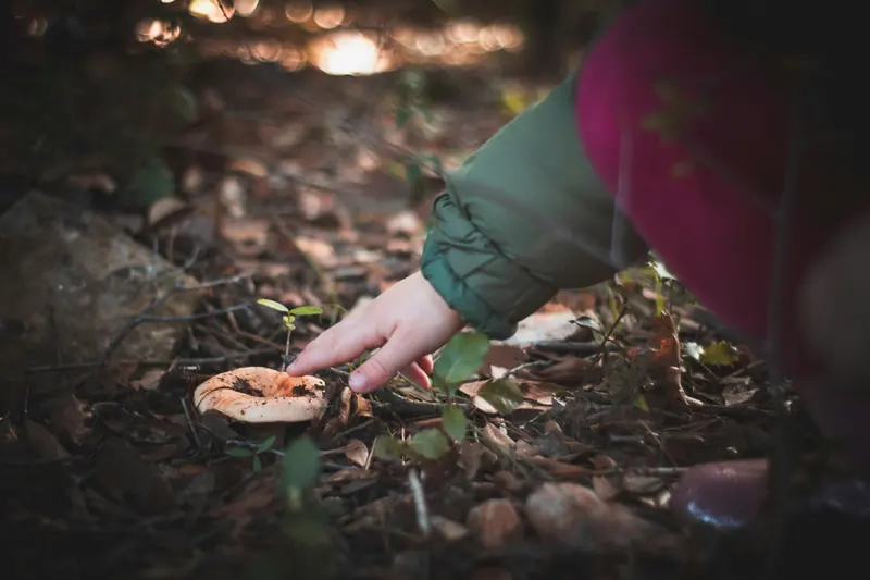 Eine Kinderhand greift auf dem Waldboden nach einem Pilz